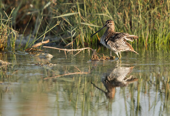 Common snipe and reflection on water at Alba Marsh, Bahrain