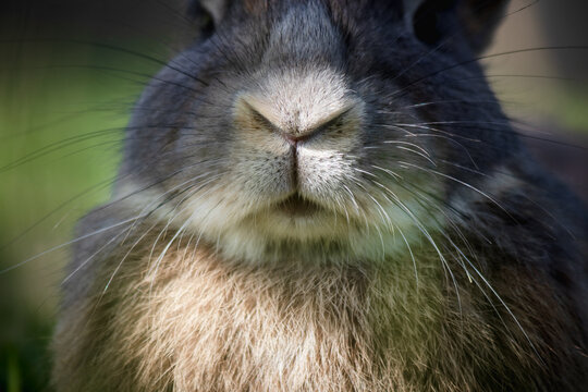 Nasino Images Browse 97 Stock Photos, Vectors, and Video Adobe Stock