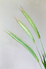 Detail of the young green Rye Spike