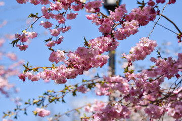 Spring Blossoms of Japanese Cherry Blo