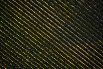 A drone photo of an apple orchard at sunset. Fruit trees with flowers, spring time. Rural scenery, organic farming