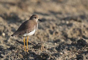 Closeup of White-tailed Lapwing, Bahrain