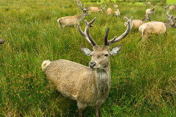 Scottish highland deers