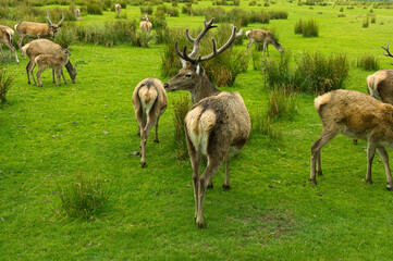 Fototapeta premium Scottish highland deers