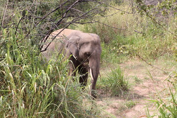 Obraz premium Safari Hurulu Eco Park Sri Lanka éléphants 