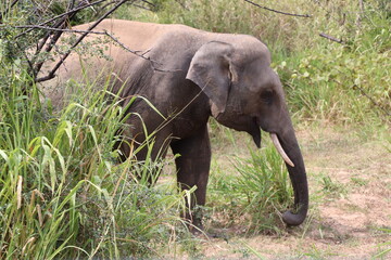 Safari Hurulu Eco Park Sri Lanka éléphants 