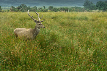 Scottish highland deers