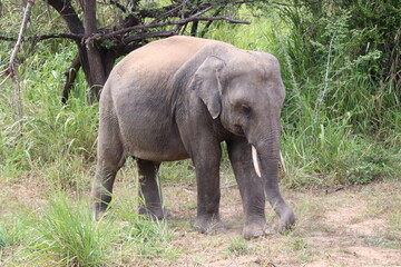 Safari Hurulu Eco Park Sri Lanka éléphants 