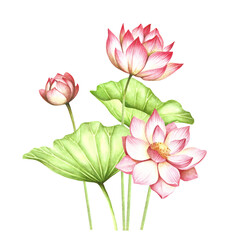 Composition with lotus. Hand draw watercolor illustration. - 353626986