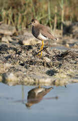 White-tailed Lapwing and reflection, Bahrain