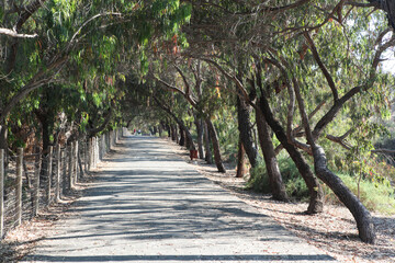 Fototapeta premium Alley in the eucalyptus park. Walking and outdoor sports. Selective focus