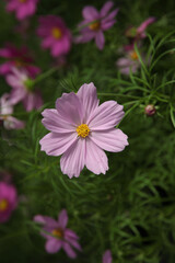 cosmea flower in natural environment green background