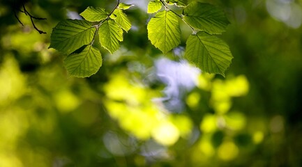 Feuillage arrière-plan nature biodiversité vert été