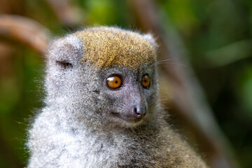 Portrait of a bamboo lemur in its natural environment