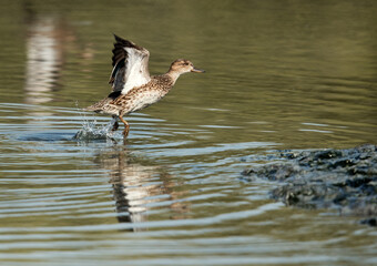 Common Teal takeoff, Tubli bay, Bahrain