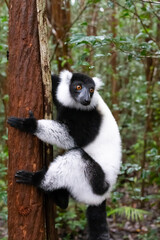 A black and white Vari in the close-up, portrait