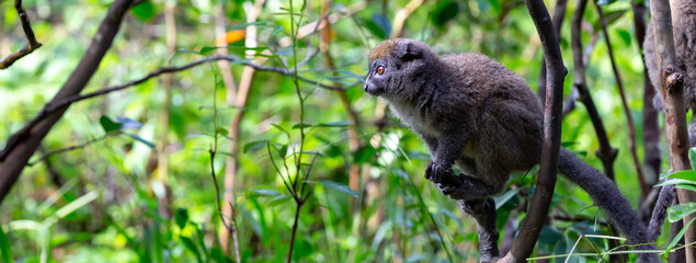 Naklejka na ściany i meble A bamboo lemur is preparing for the jump