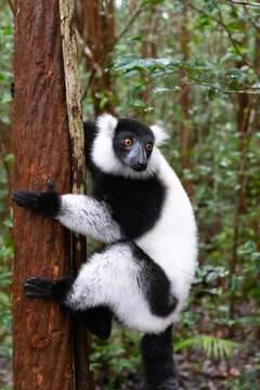 A black and white Vari in the close-up, portrait