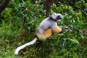 A diademed sifaka in its natural environment in the rainforest on the island of Madagascar