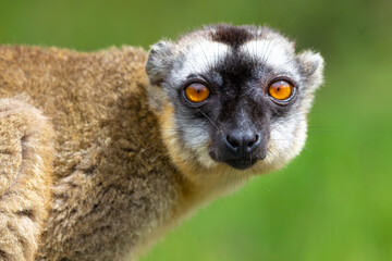 Portrait of a brown maki, a close up of a funny lemur