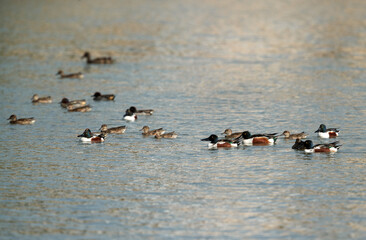 Northern Shovelers swimming at Tubli bay, Bahrain
