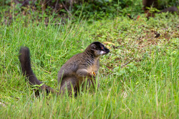 Naklejka na ściany i meble Brown lemurs play in the meadow and a tree trunk and are waiting for the visitors