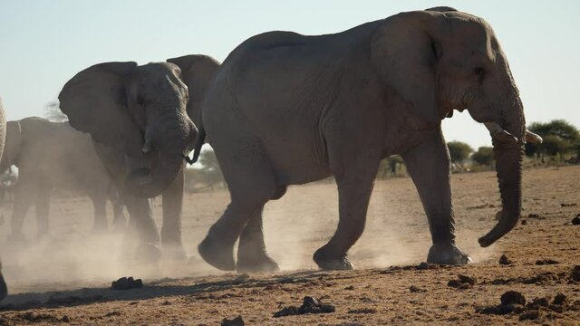 Herd of African elephants kicking up dust while foraging for food on the dry savanna plains.