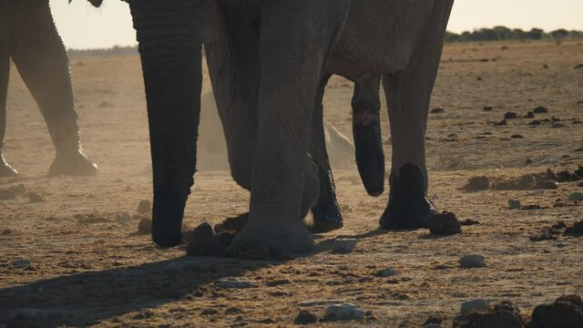 Close up of African elephant urinating and kicking up dust on the dry savannah landscape.