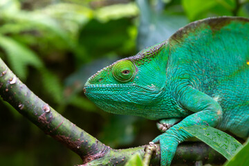 A green chameleon on a branch in close-up