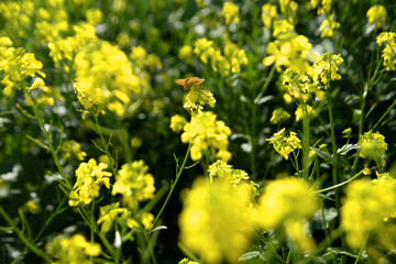 Fototapeta premium A butterfly with orange wings on a yellow flower. Biology. Nature in spring.
