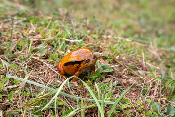 A large orange frog is sitting in the grass