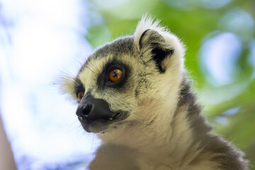 Fototapeta premium A close-up of a lemur on a tree