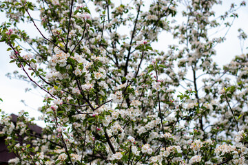 blossoming apple tree in spring