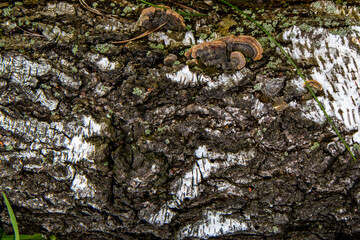 lichen on tree bark
