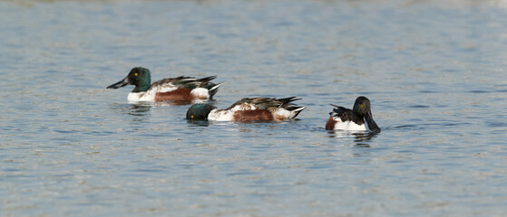 Northern Shovelers feeding at Tubli bay, Bahrain