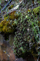 green moss on the rocks