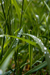 water drops on grass