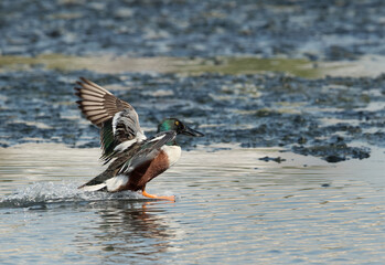 Northern Shoveler takeoff at Tubli bay, Bahrain