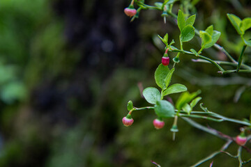 red berries on a branch