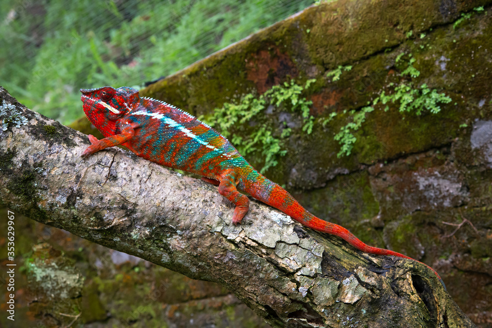 Sticker A chameleon moves along a branch in a rainforest in Madagascar