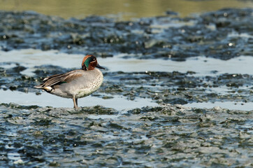 Beauitufl Eurasian Teal at Tubli bay, Bahrain