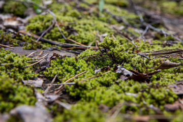 moss on the stone 