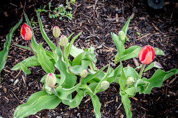 Spring Tulips and Daffodils after the Rain  with Raindrops on them