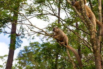 Funny bamboo lemurs on a tree branch watch the visitors