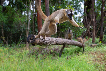 Brown lemurs play in the meadow and a tree trunk and are waiting for the visitors
