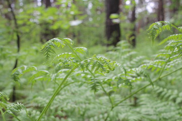 coniferous forest with pine trees in summer in Siberia with green grass and tall trees