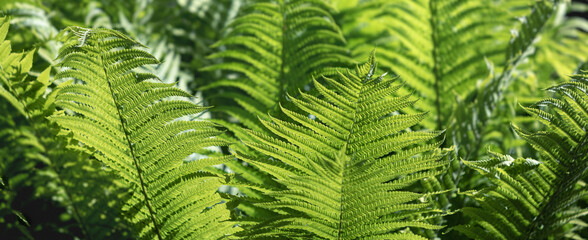 Natural floral fern background