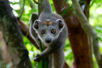 A crown lemur crawls on the branches of a tree © 25ehaag6