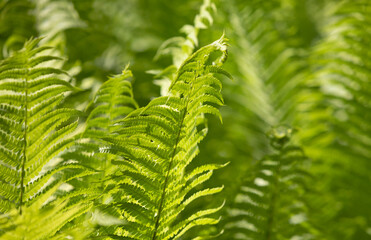 Natural floral fern background