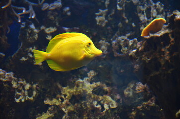 Tropical fish in aquarium, Frankfurt am Main (Germany)